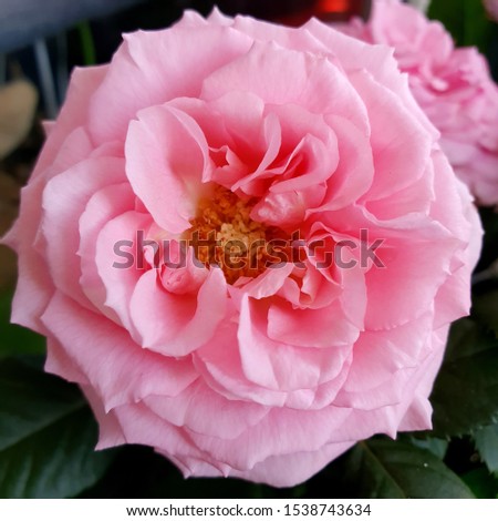 Macro Photo nature flower pink rose bud. Rosebud opened. Stock photo plant Beauty Pink Rose 