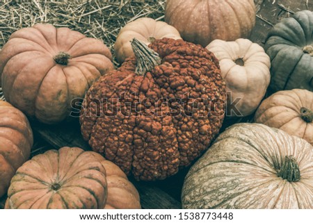 At the Pumpkin Patch - It's Fall