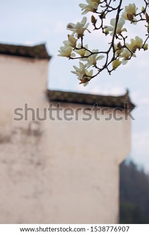 Close up of beautiful magnolia flower blooming. White magnolia blossoms on the branches. The background is a fuzzy oriental architectural style house. Spring scenery in the Chinese countryside.
