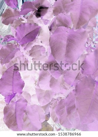 Alternate pictures of purple and white flowers