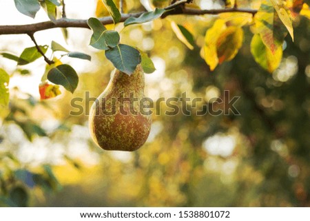 Beautiful fresh ripe pears hang on a branch in the orchard for food or juice. Eco, farm products. Autumn harvest at sunset.