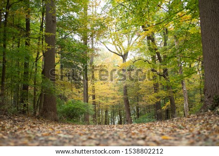 Walking path covered with colorful autumn leaves in a state park in Mount Pleasant, New York, Westchester County, USA in October.