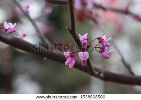 Close up pink flowers in landscape