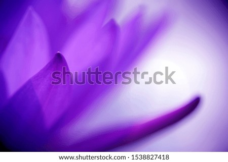 Lotus petals under macro lens