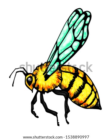 Honey bee vintage vector drawing. Hand drawn isolated insect sketch. Color illustrations. Great for logo, icon, label, packaging design.