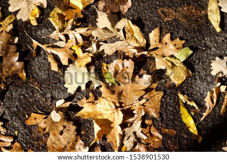 Close up view of fallen oak leaves texture on an asphalt surface on a sunny autumn day