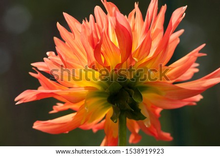 View from back of yellow orange petal cactus dahlia flower under natural sunlight with dark green background with round bokeh. Macro photography closeup shot in botanical garden, Paris, France.