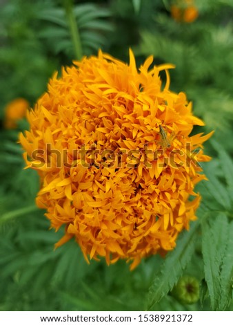 Marigold flowers in the garden.