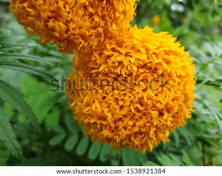 Marigold flowers in the garden.