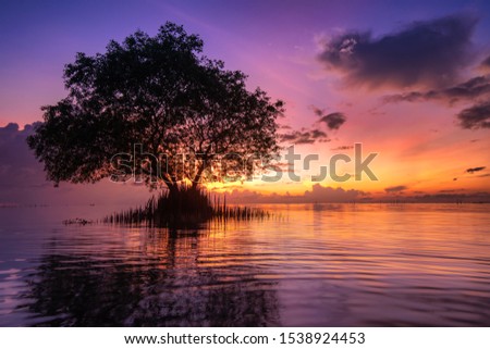 Beautiful sunrise with tree in the lake, Vivid color landscape photo, violet, purple theme, reflections Royalty-Free Stock Photo #1538924453