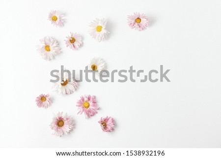 floral pattern. beautiful pink chrysanthemum flowers on white background. flat lay, copy space, minimal concept