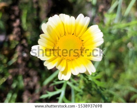 Ismelia carinata (Chrysanthemum carinatum Schousb.) or Die Bunte Wucherblume - Botanical Garden St. Gallen, Switzerland / Der Botanische Garten St. Gallen, Schweiz