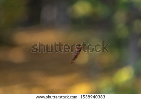 Falling leaf in the forest on an autumn day
