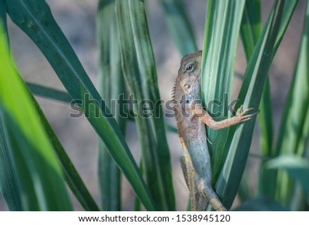 asian changeable lizard holding on the leaf or branch