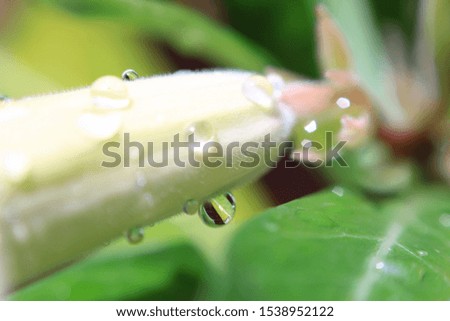 Water droplets on flowers.Macro photo.