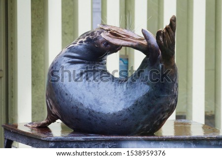 The Baltic grey seal. Training. 
 This animal is well trained. In the picture he performs a ring figure. The upper side of the skin has a light gray color, the belly is light.