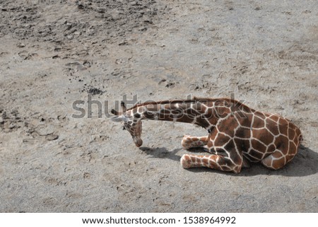 giraffe sitting on the ground