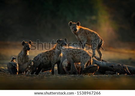 Africa wildlife. spotted hyena, Crocuta crocuta, pack with elephant carcass, Mana Pools NP, Zimbabwe in Africa. Animal behaviour, dead elephant with hyenas and vultures. Morning light in nature. Royalty-Free Stock Photo #1538967266
