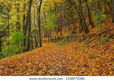 pathway in the autumn forest