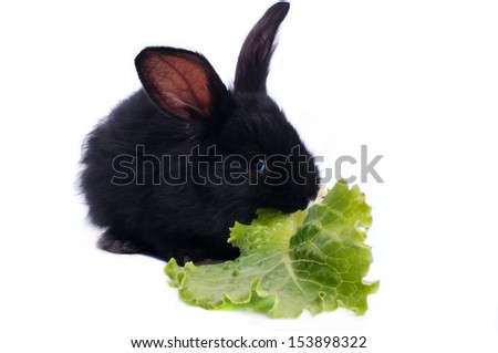 Small racy dwarf black bunny isolated on white background.