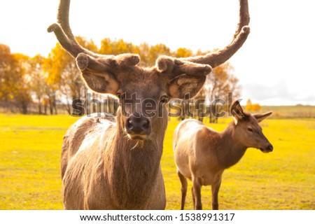 A pair of deer free standing on green grass on the field looking right in eco park in autumn in Russia with sun behind. Concepts: eco, wildlife, animal, deer