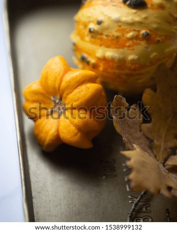 Autumn is coming. small yellow pumpkin and yellow leaves
