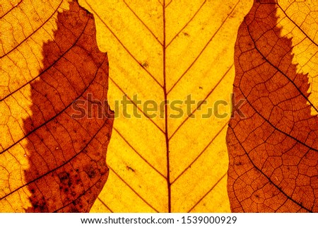 Macro close up of autumn leaves. Red yellow and green leaf as an autumn symbol isolated white background. 
Leave texture. Structure of leaf natural background. Macro texture. Macro on Autumn  Foliage