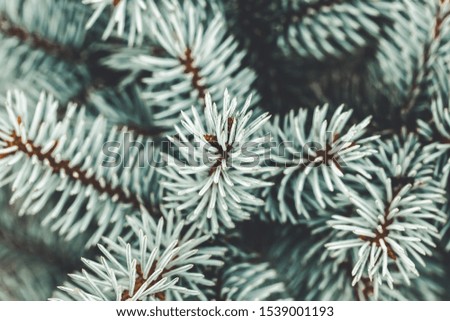 Background a texture furry tree branches for a Christmas card