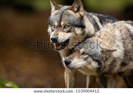 Portrait of a Grey wolf angry in the forest