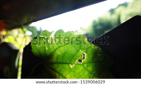 Close up of green leaf with holes, eaten by pest, with blurred background.                                