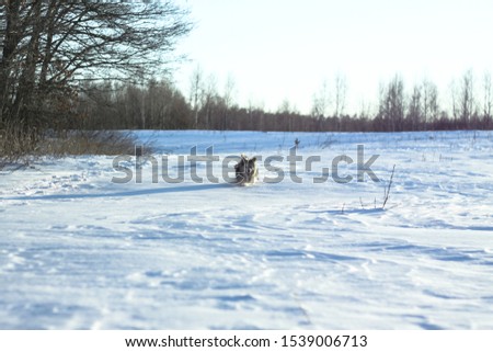 Beautiful pretty pet in a park in a forest in winter after a snowfall. Snowy landscape with a small dog. Christmas and New Year picture for design