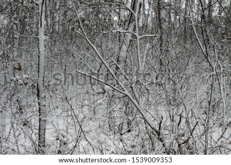Beautiful tree branches in the snow. Winter composition in nature in snowdrifts. Christmas and New Year background.