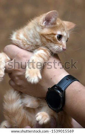 little sad ginger kitten in the hands of the shelter