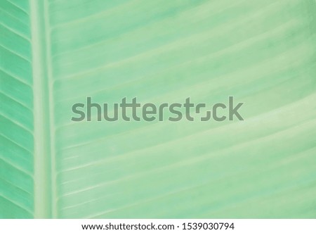 soft focus green leaf texture background 