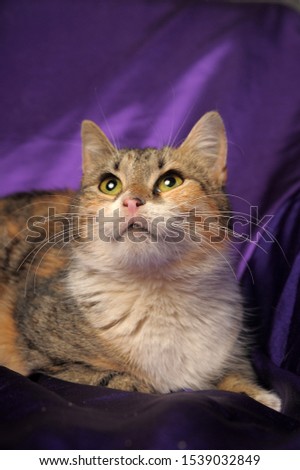 tricolor european cat on a purple background