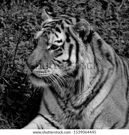 Black and White Tiger, side view. Elegant and Bold. 