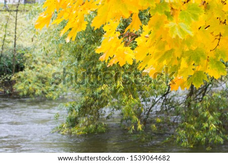 Autumn landscape in a park area in Oslo City. Trees with bright yellow and green leaves over a city river