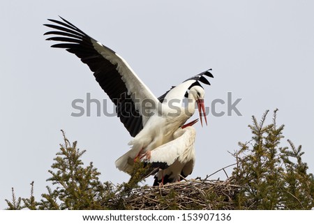White Storks (Ciconia ciconia)