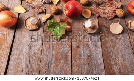 Cardoncelli mashrooms, apples, walnuts and colorful leaves on old rustic wooden boards. Autumn Thanksgiving day background. Halloween Pumpkins, patch. Beauty harvest autumn concept. Fall composition