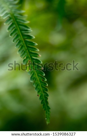 Natural green fern in the forest grass close up