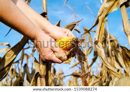 Corn cob in Female farmer hands in self sustainable farmland. Agricultural Business and harvesting of organic ripe. Close up growth of yellow ripe corn