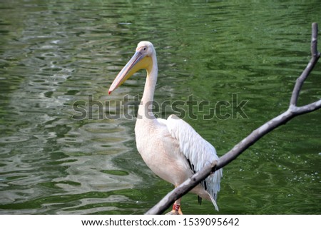 Great white pelican portrait, close up photography.
