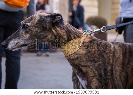 Face of a Spanish Greyhound Galgo dog on a leash in the city close up
