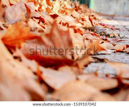Close up Autumn leaves Background