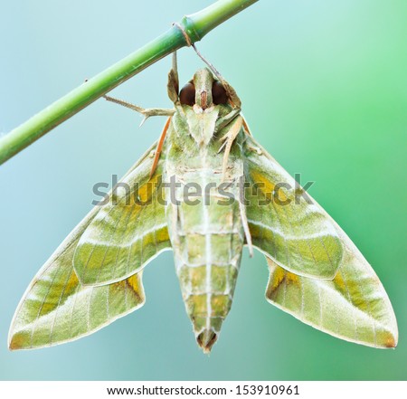Moth-Guard Month wraps and  Oleander Hawk-moth (Daphnis nerii) male and female asia thailand