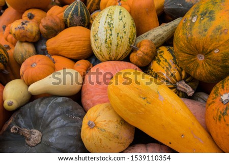 Many kinds of pumpkins stacked