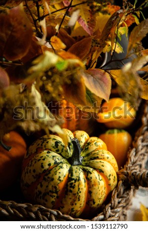 beautiful autumn dark still life photography with assorted colorful small pumpkins on rustic wooden table in wicker straw basket, vase with fall leaves bouquet