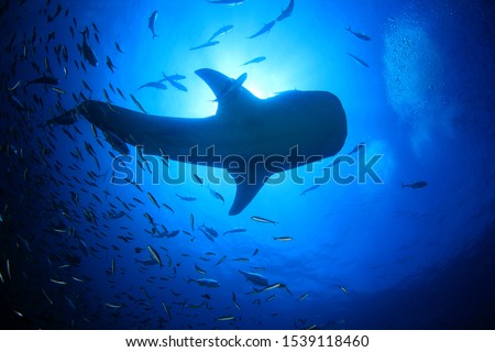 Whale Shark surrounded by fish 