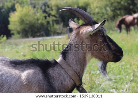 A goat grazes on the field on a sunny day. Cattle. Village