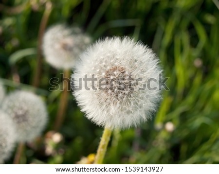 Seed heads of Dandelion (Taraxum officinale) growing on meadow. Dandelions are widespread beautiful wild flowers.  Royalty-Free Stock Photo #1539143927